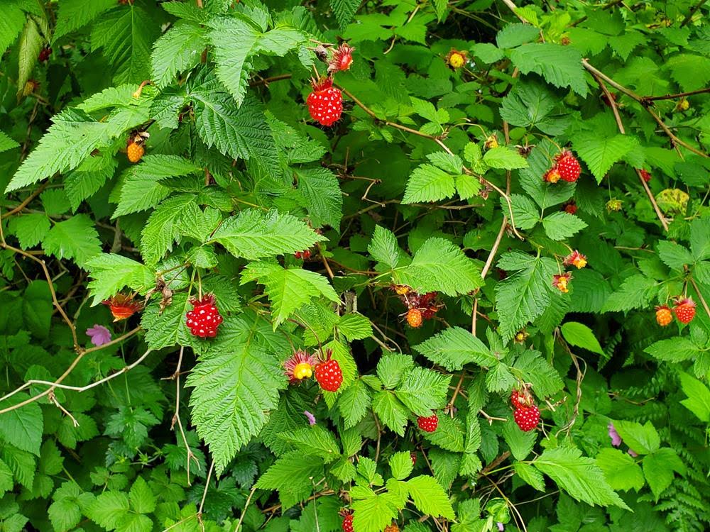 Salmonberry - Rubus spectabilis