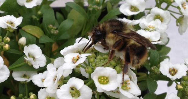 Bumble Bee on Alyssum 