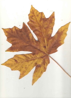 Acer macrophyllum