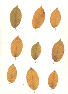 Carpinus betulus ‘Fastigiata