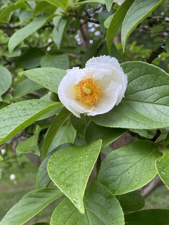 Pseudo camellia 