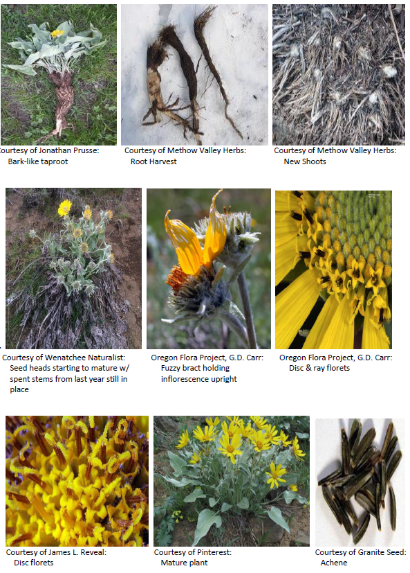 Balsamorhiza sagittata  Arrow-leaf Balsamroot, Oregon Sunflower Group of Pictures
