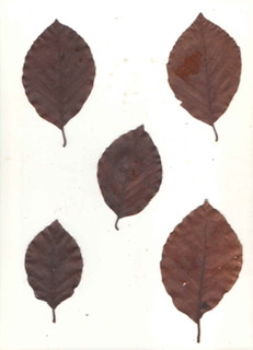 Carpinus betulus ‘Fastigiata