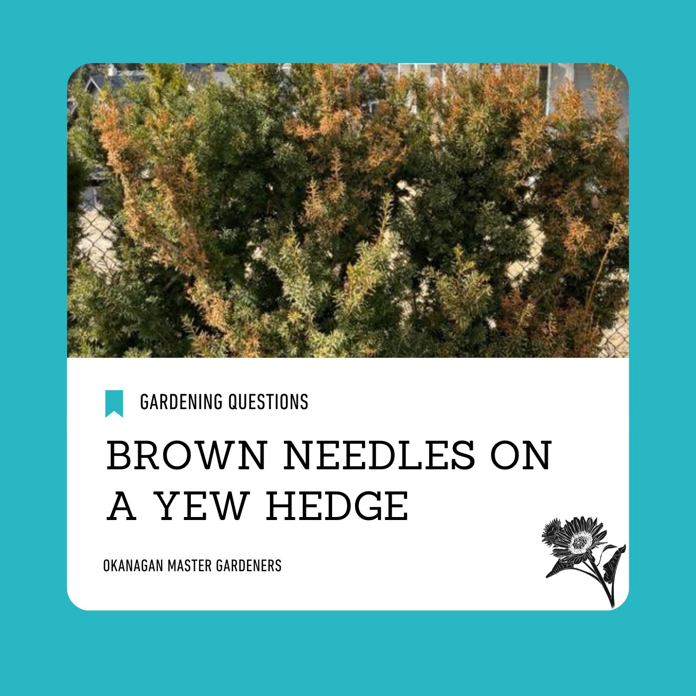 Brown needles on yew hedge