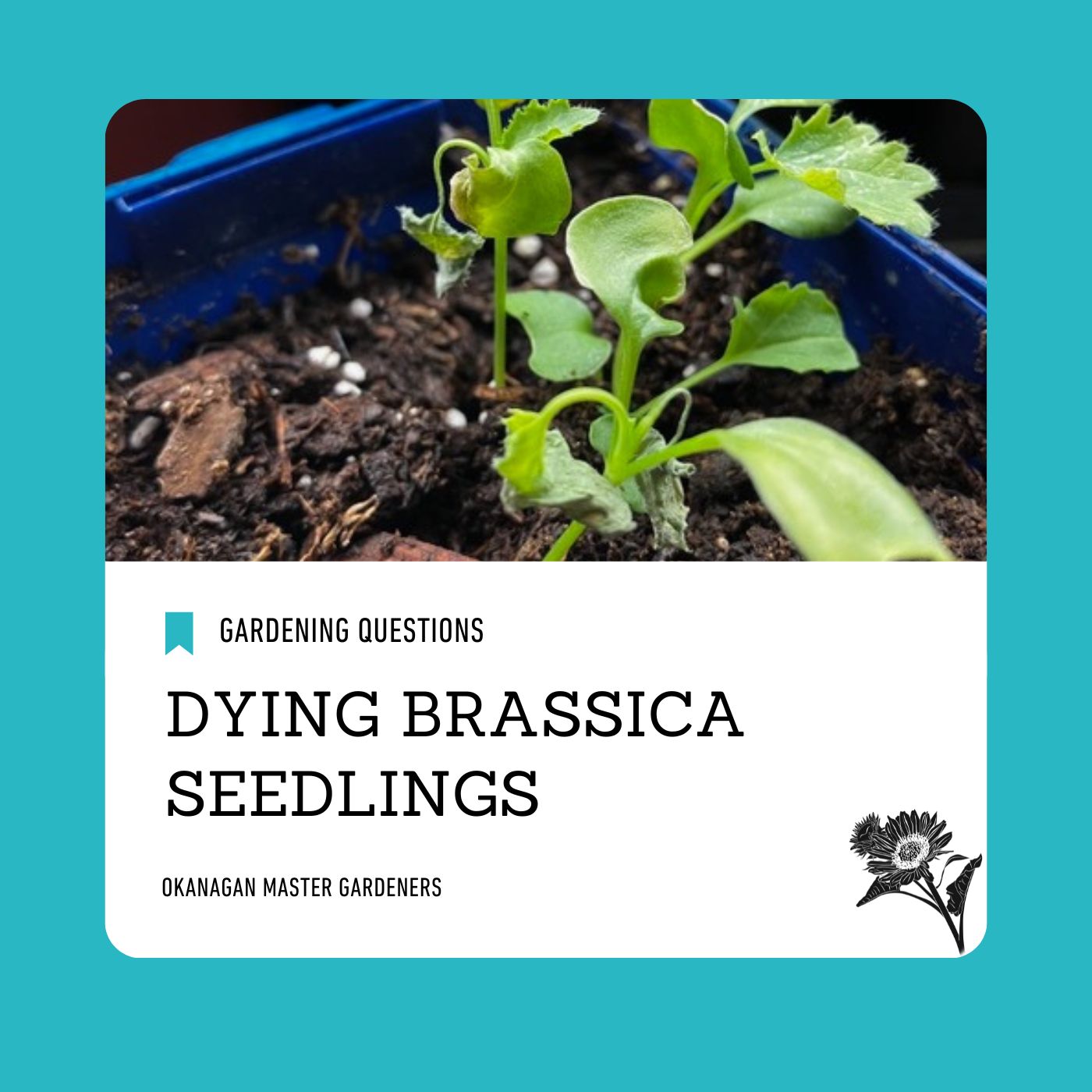 Dying brassica seedlings