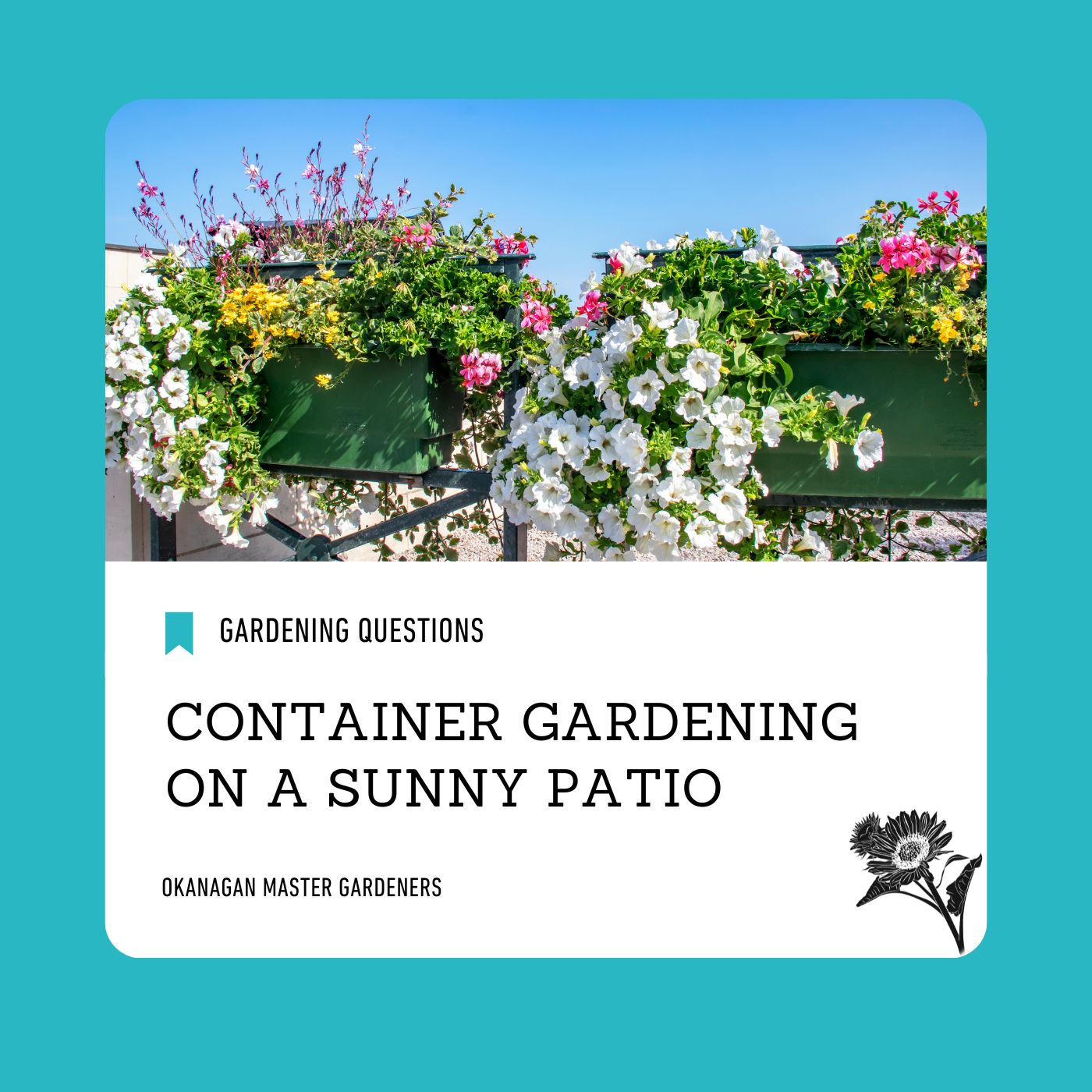 Container gardening on a sunny Okanagan patio