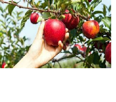 Points to Think About When Choosing & Taking Care of Your Fruit Tree