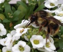 Bumble Bee on Alyssum 