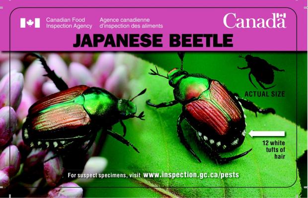 Japanese Beetle 