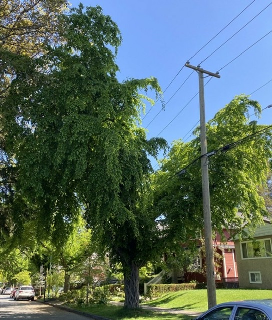 Split in two by power lines 