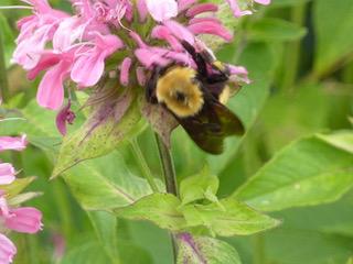 Bumblebee and flower