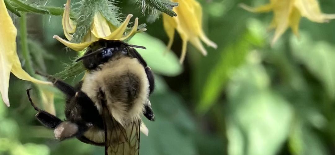 Bee in tomato 