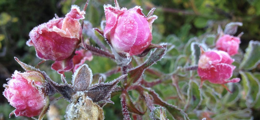 Winter roses